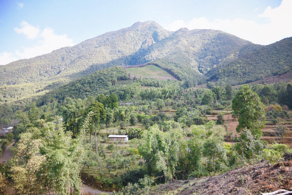 2022年景谷黃草壩古樹春茶價格？