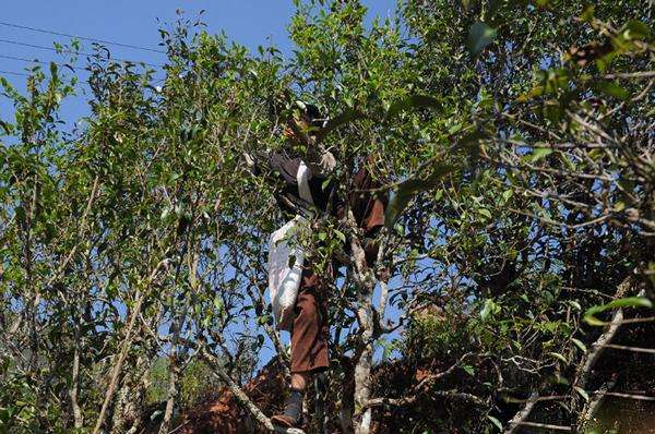 2022年景谷黃草壩古樹春茶品鑒實錄！