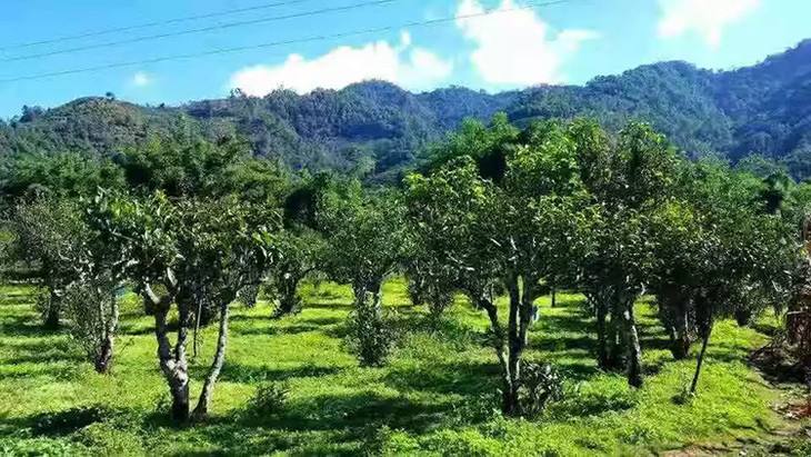 2022年景谷秧塔古樹(shù)春茶特點(diǎn)是什么？