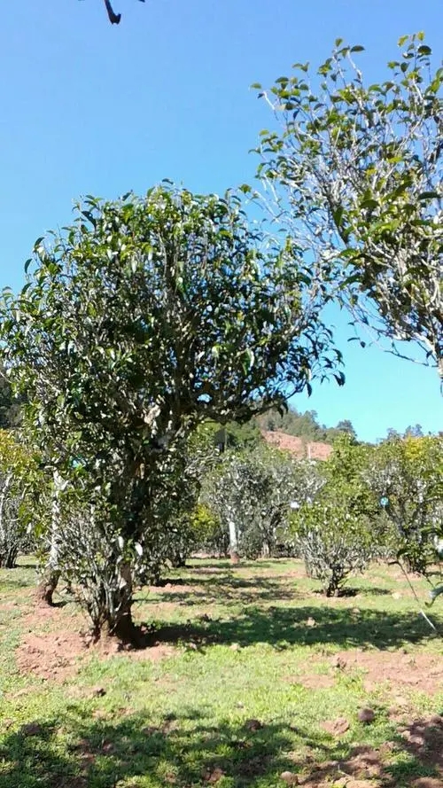 2022年景谷秧塔古樹春茶價格是多少？