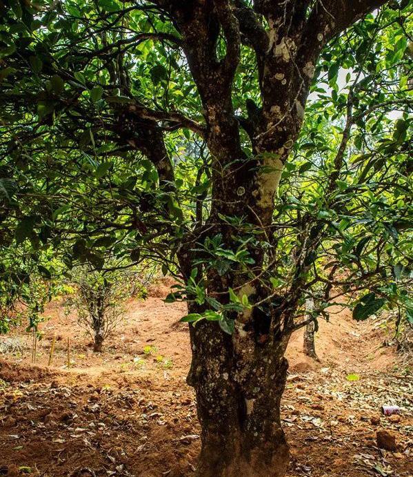 2022年景谷苦竹山古樹春茶特點是什么？