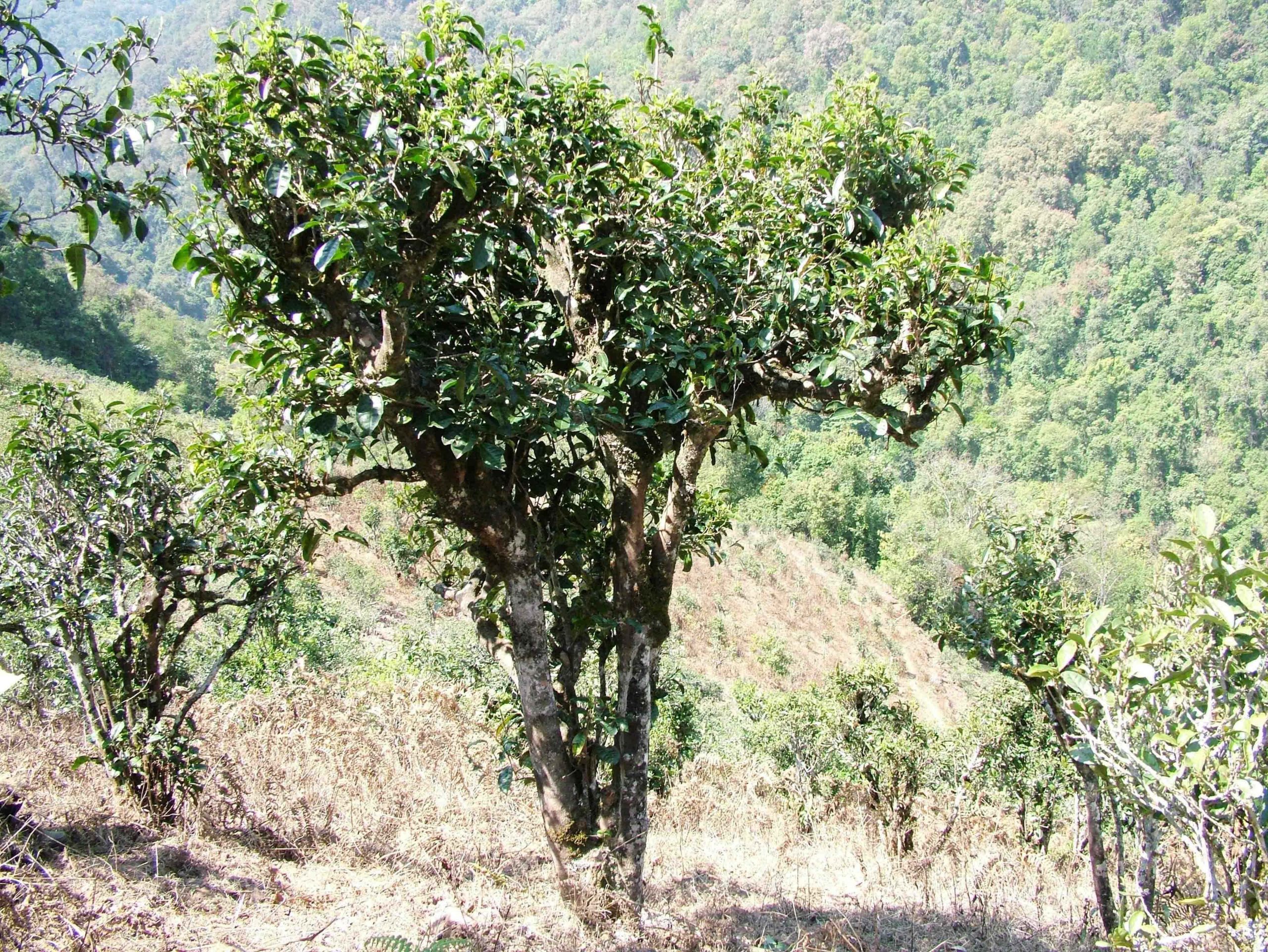 2022年景東御筆古樹春茶口感是什么？