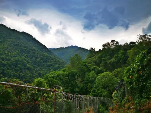 2022年景東御筆古樹春茶價(jià)格多少？