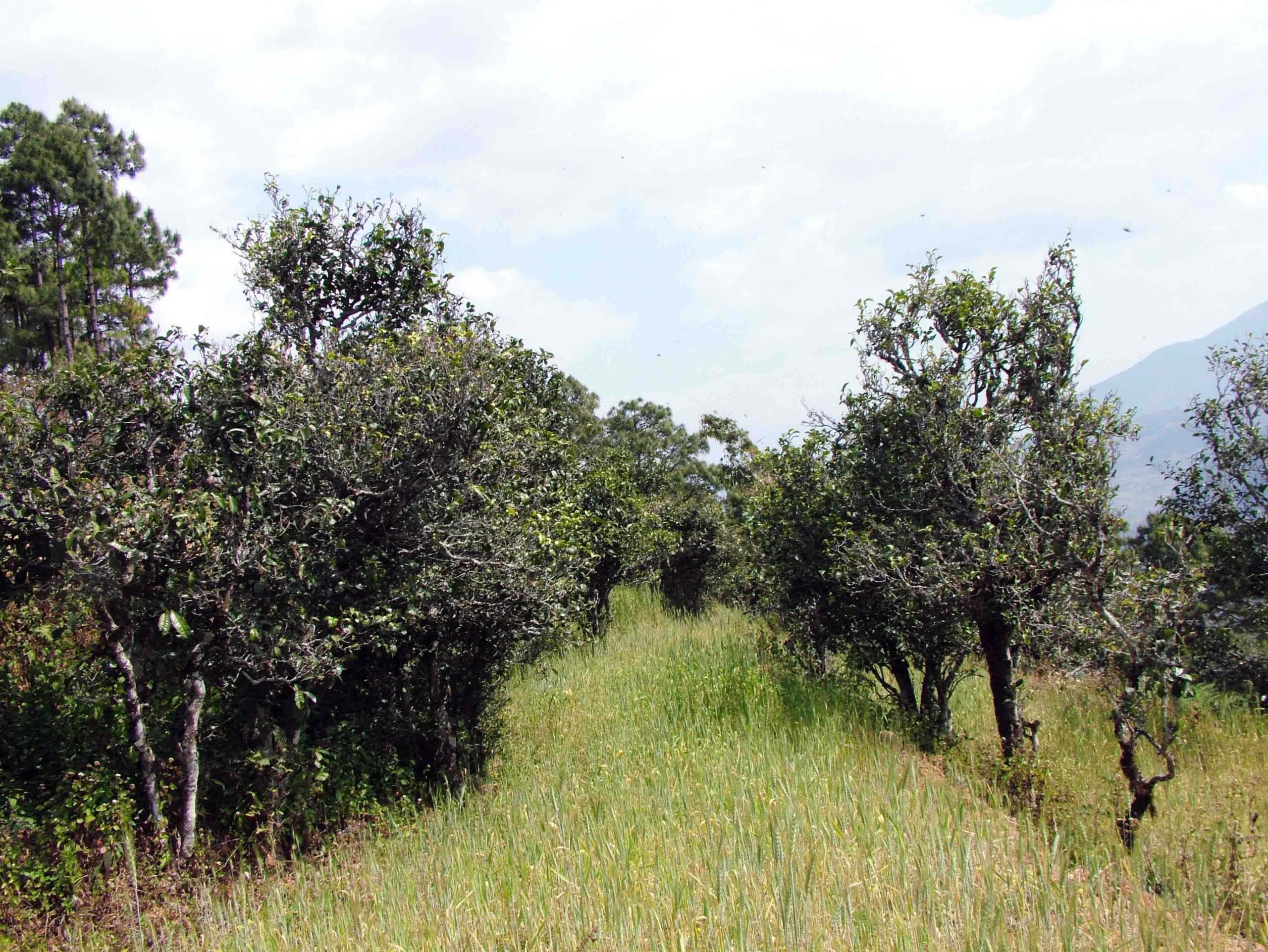 2022年景東老倉福德古樹春茶口感特點？
