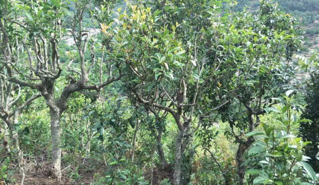 2022年景東金鼎古樹(shù)春茶口感特點(diǎn)？