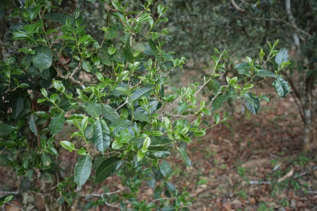 2022年景東哀牢山古樹春茶價(jià)格多少？