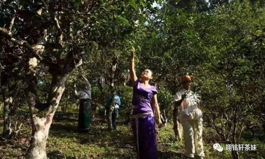 2022年鎮(zhèn)沅爺號(hào)大爺馬鄧古樹春茶特點(diǎn)？