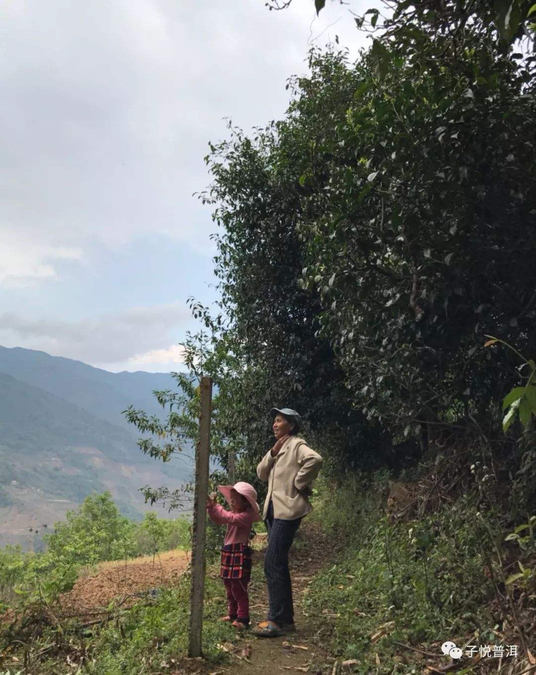 2022年鎮(zhèn)沅馬鄧古樹春茶多少錢一公斤？