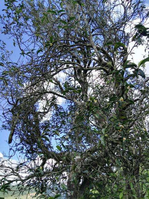 2022年鎮(zhèn)沅老海塘古樹春茶特點(diǎn)？