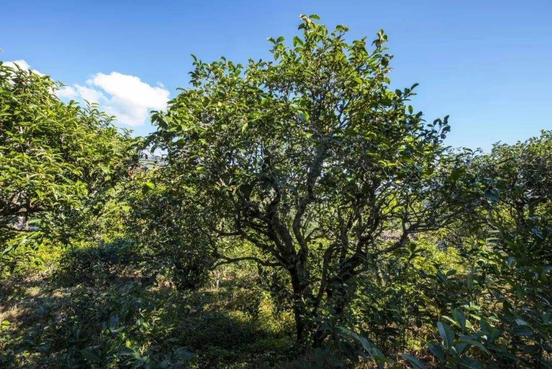 2022年鎮(zhèn)沅老海塘古樹春茶口感？