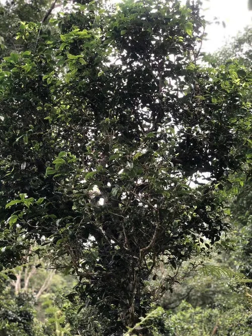 2022年鎮(zhèn)沅砍盆箐古樹春茶口感？