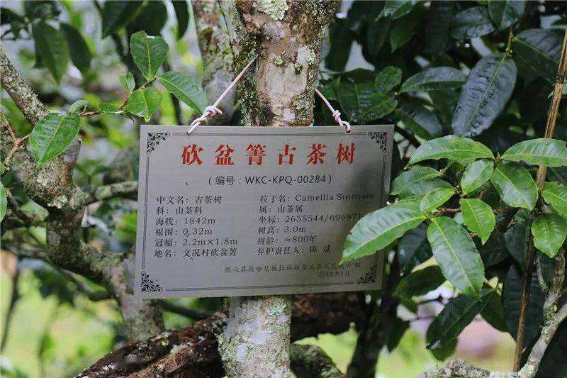 2022年鎮(zhèn)沅砍盆箐古樹春茶價(jià)格？