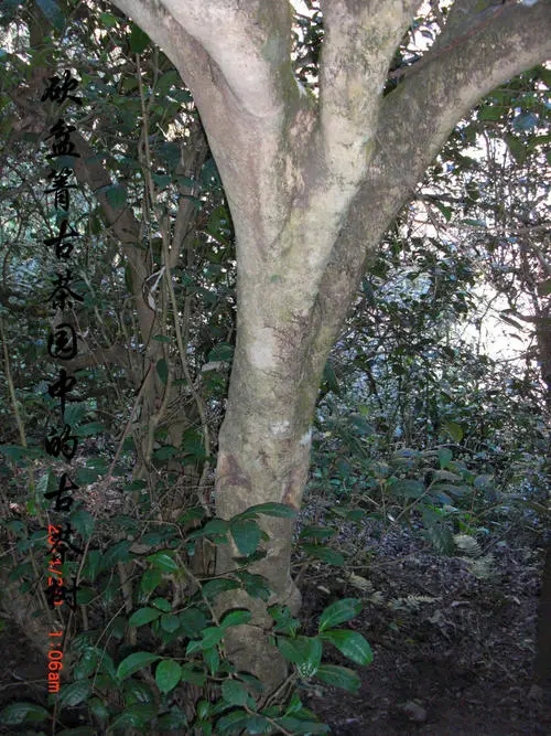 2022年鎮(zhèn)沅砍盆箐古樹春茶多少錢一公斤？