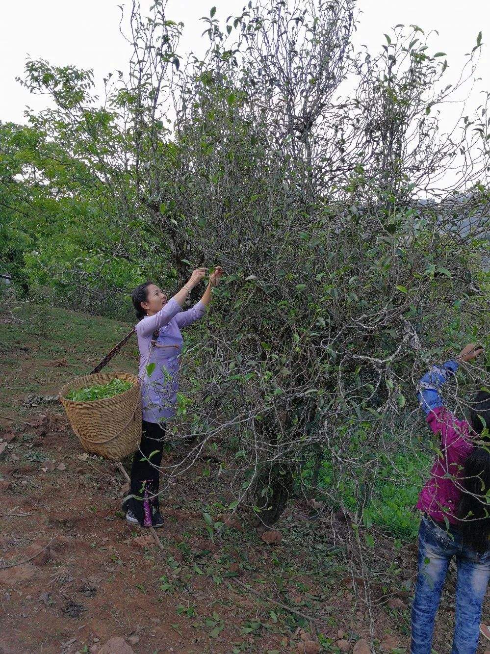 2022年鎮(zhèn)沅打筍山古樹春茶口感？