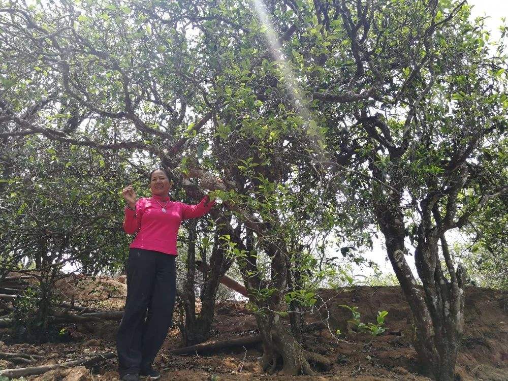2022年鎮(zhèn)沅打筍山古樹春茶特點？