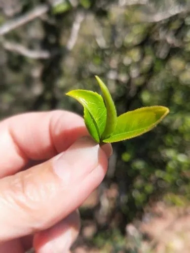 2022年野性十足的鎮(zhèn)沅打筍山古樹春茶！