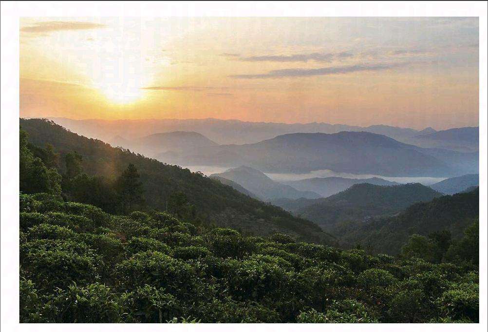 2022年鎮(zhèn)沅老烏山古樹春茶口感？