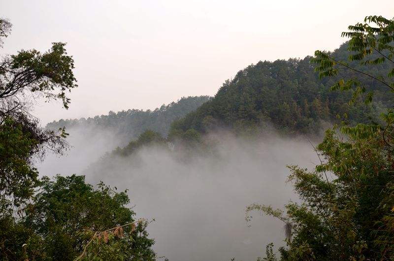 2022年鎮(zhèn)沅老烏山古樹春茶多少錢一公斤？