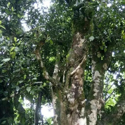 2022年鎮(zhèn)沅千家寨古樹春茶口感？