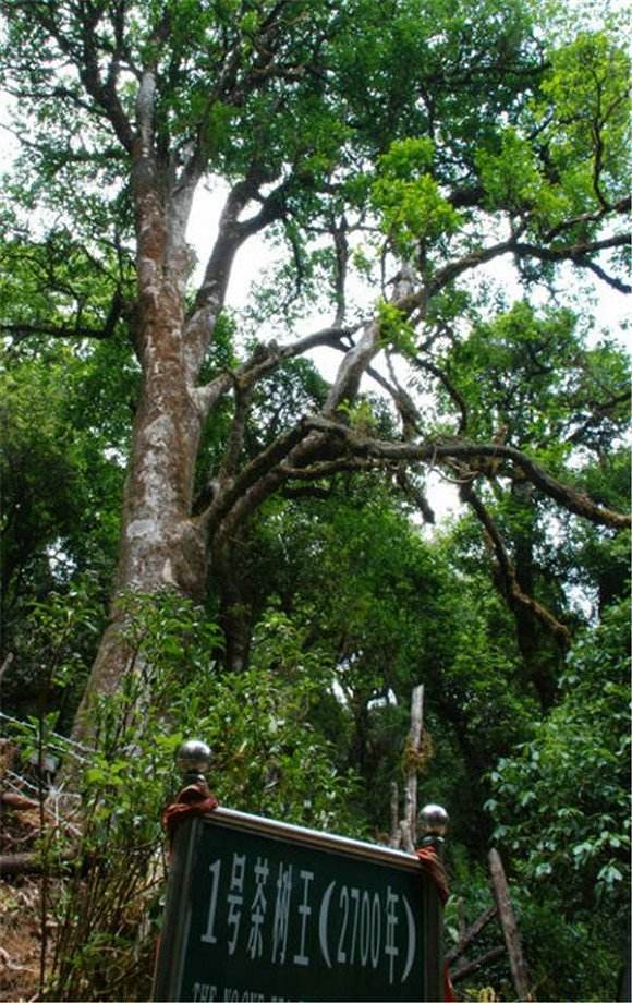 2022年鎮(zhèn)沅千家寨古樹春茶價格？