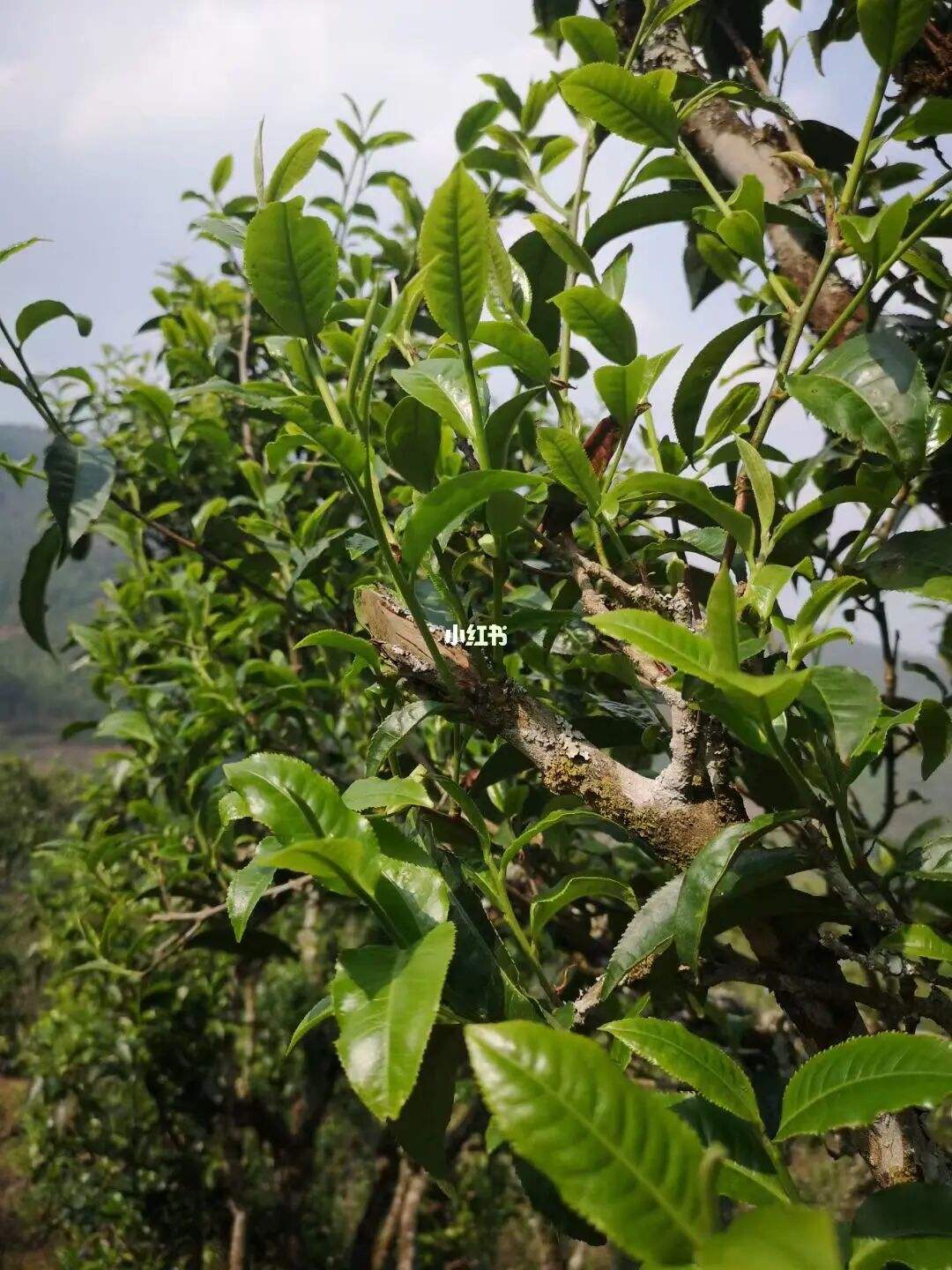 2022年寧洱擺尾箐古樹春茶口感？