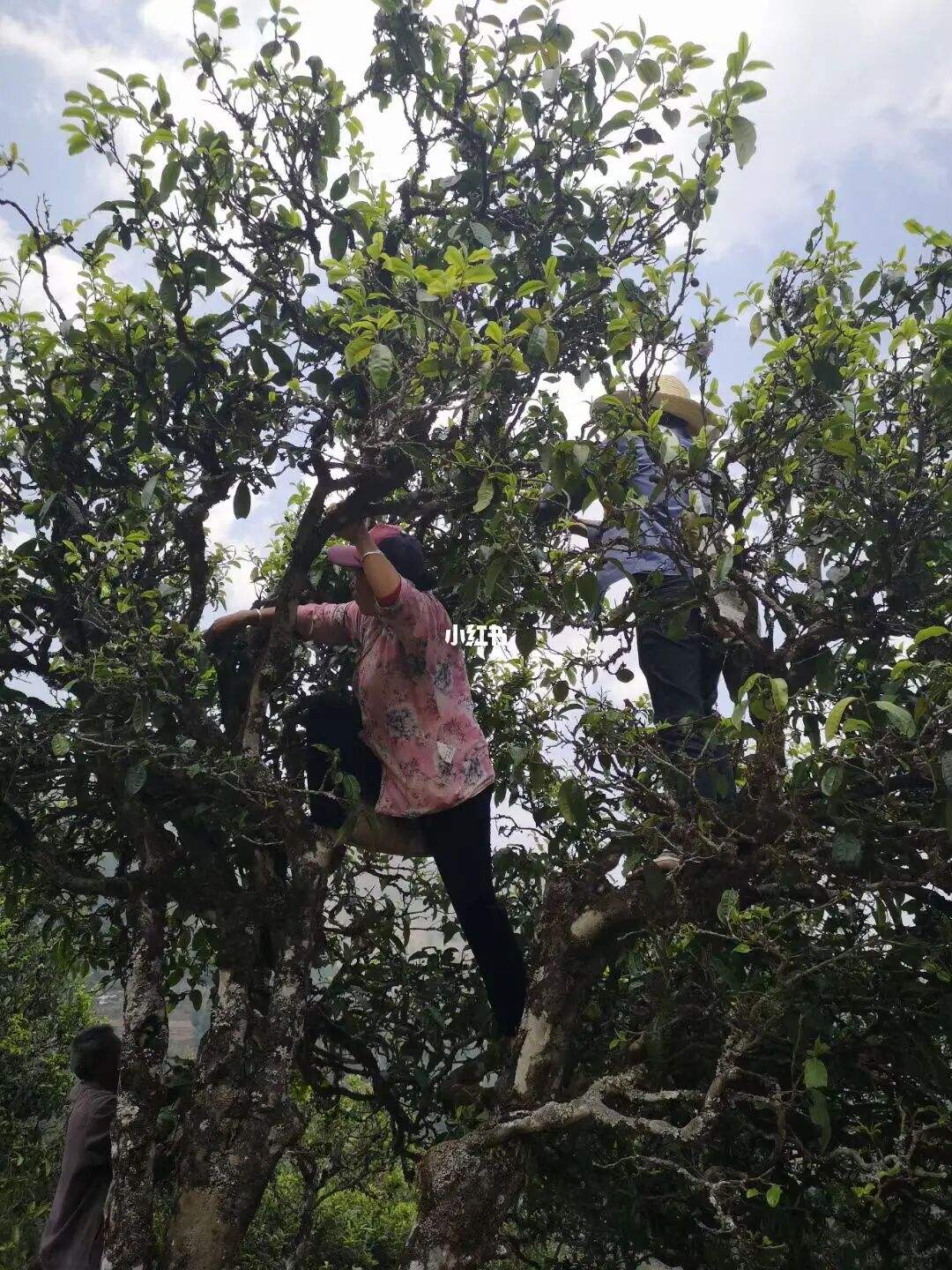 2022年寧洱擺尾箐古樹春茶特點？