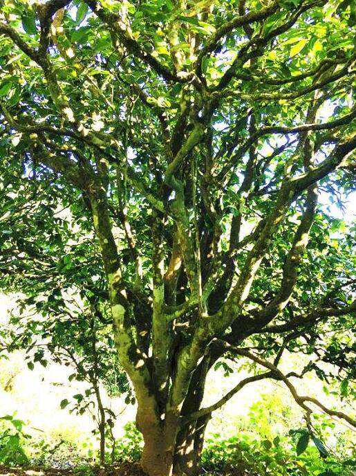 2022年這個春天，回到家鄉(xiāng)擺尾箐，與家人一起用心制茶！