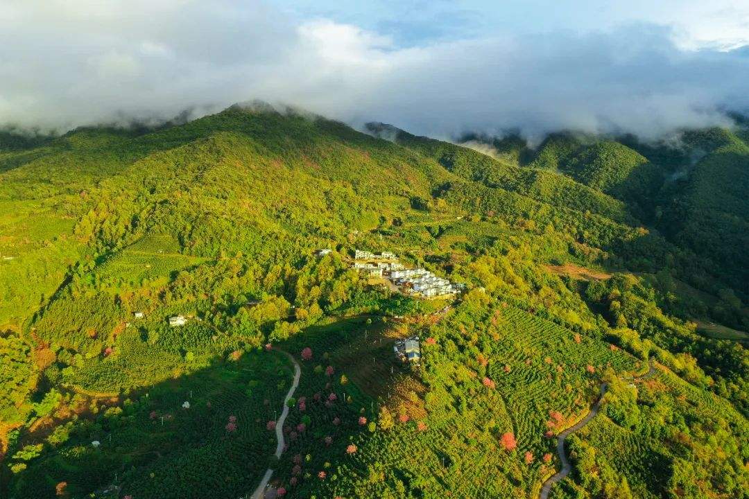 2022年困鹿山古樹春茶口感是什么？