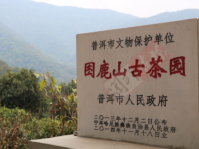 2022年困鹿山古樹春茶多少錢一公斤？