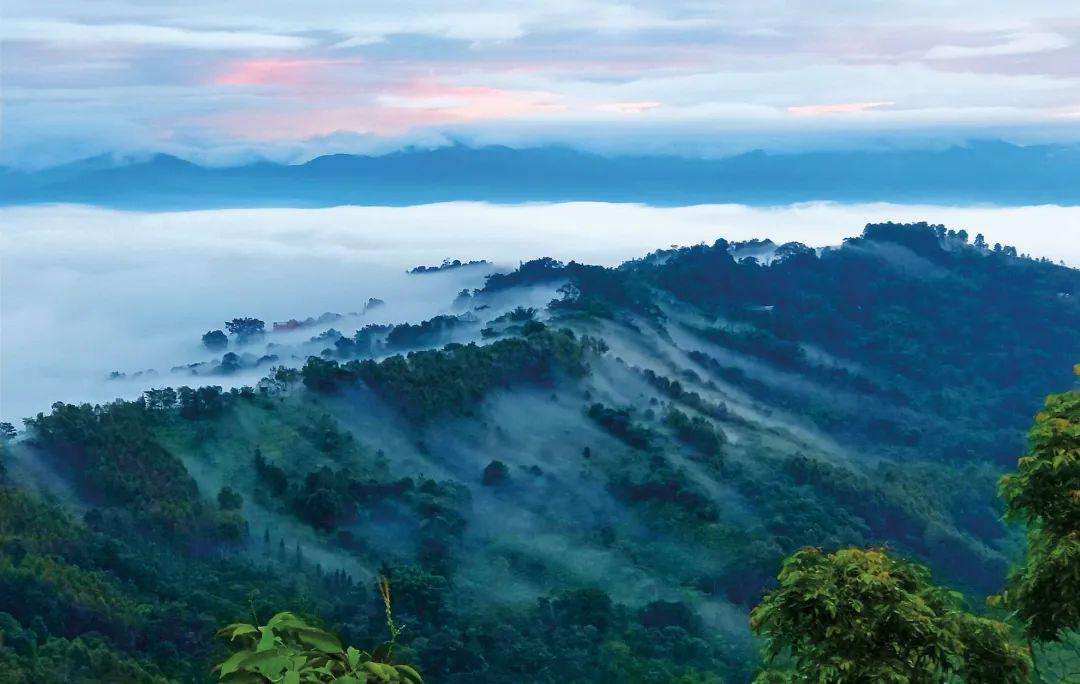 2022年景邁山古茶林為什么可以申遺？