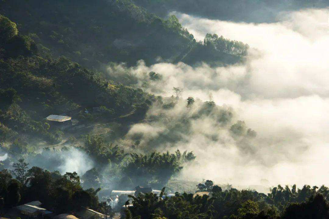 2022景邁山古樹春茶價格？