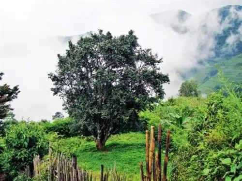 2022年邦威古樹春茶口感是什么？