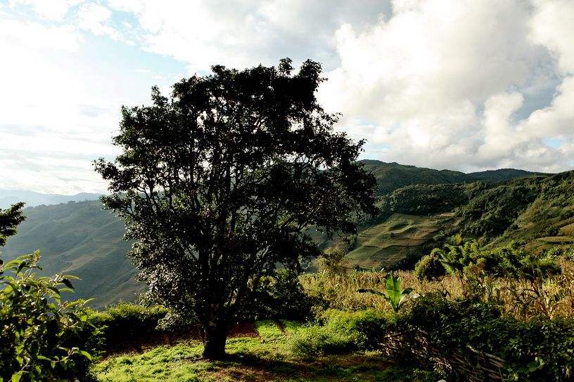 2022年邦崴古樹春茶特點(diǎn)？