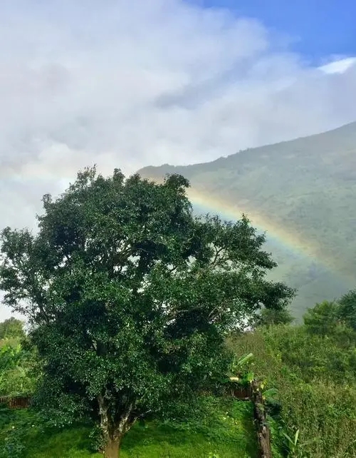 2022 年邦崴古樹春茶價格多少錢一公斤？