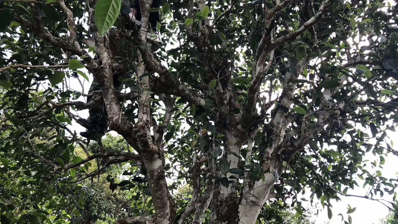 2022年麻黑古樹春茶價(jià)格？