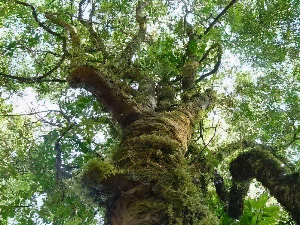 2022年落水洞古樹春茶特點(diǎn)？