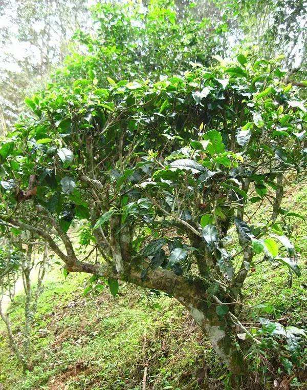 2022年落水洞古樹春茶——盞盛琥珀光，柔甜入人心