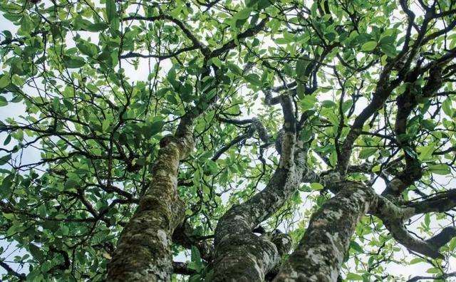 2022年落水洞古樹春茶多少錢一公斤？