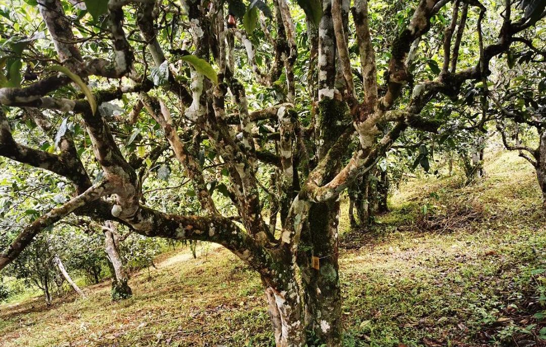 2022年落水洞古樹春茶價格？