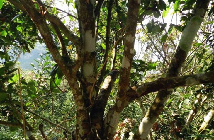 2022年大漆樹古樹春茶特點？