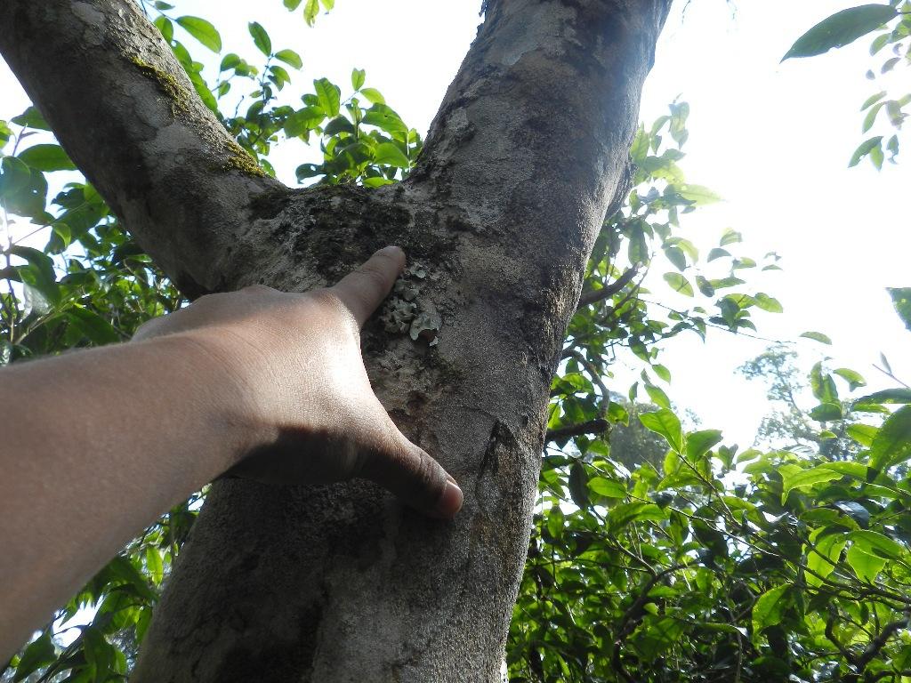 2022年大漆樹古樹春茶口感？