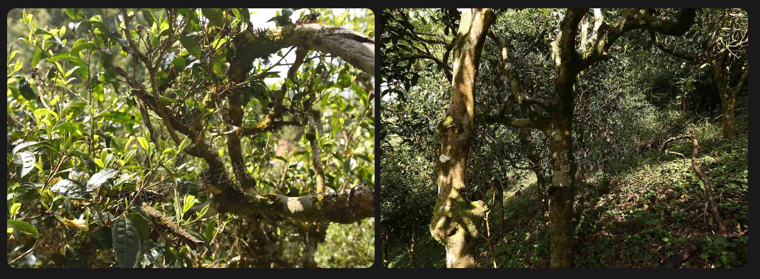 2022年大漆樹(shù)古樹(shù)春茶價(jià)格？