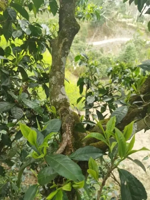 2022年彎弓古樹春茶特點(diǎn)？
