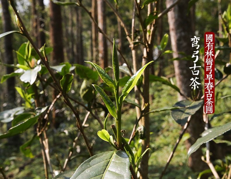 2022年彎弓大寨的古樹春茶為何如此之珍貴？