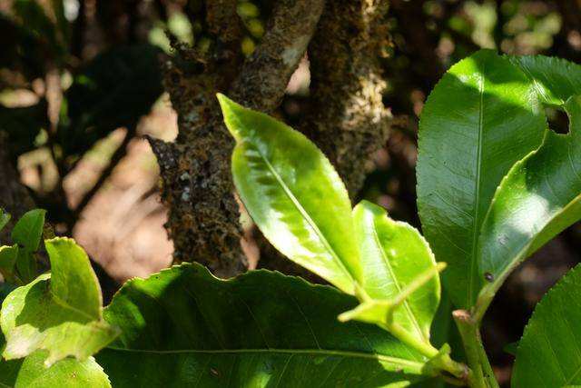 2022年白茶園古樹春茶價格？