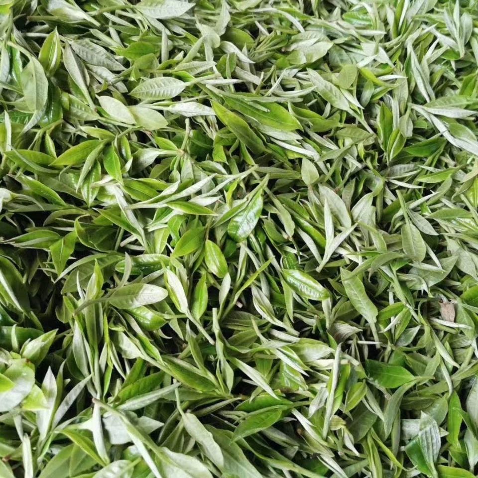 2022年白茶園古樹春茶多少錢一公斤？