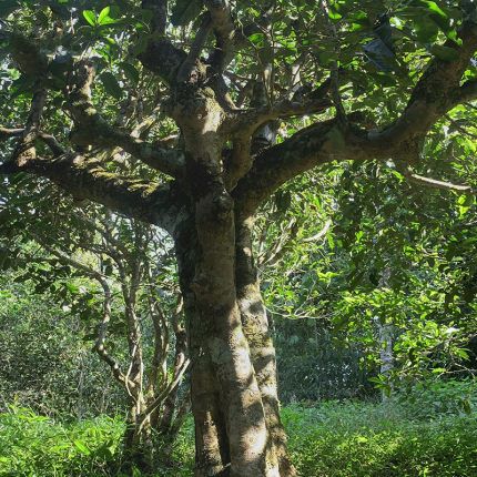 2022年鳳凰窩古樹春茶多少錢一公斤？