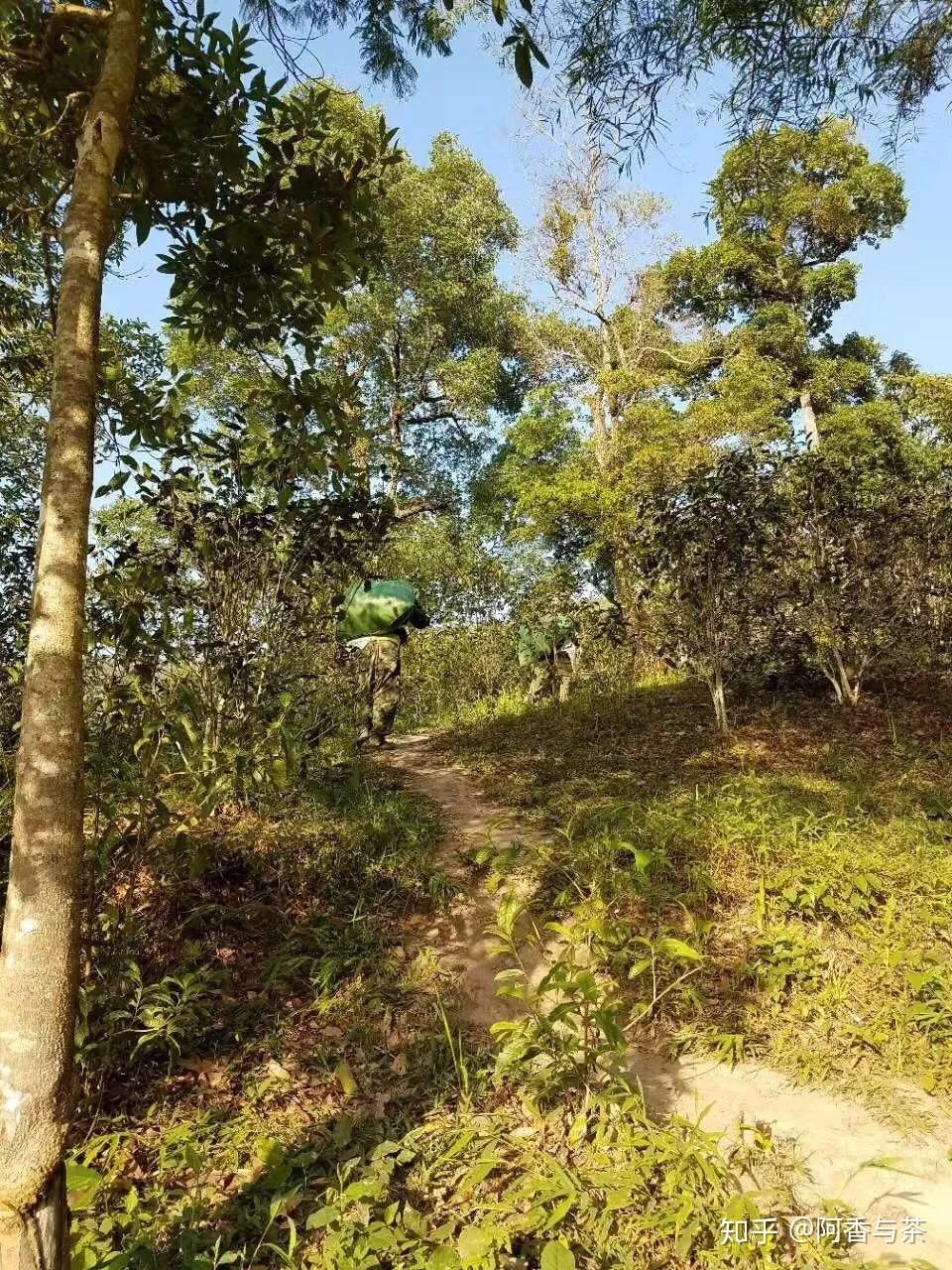 2022年刮風(fēng)寨茶王樹古樹茶多少錢一公斤？