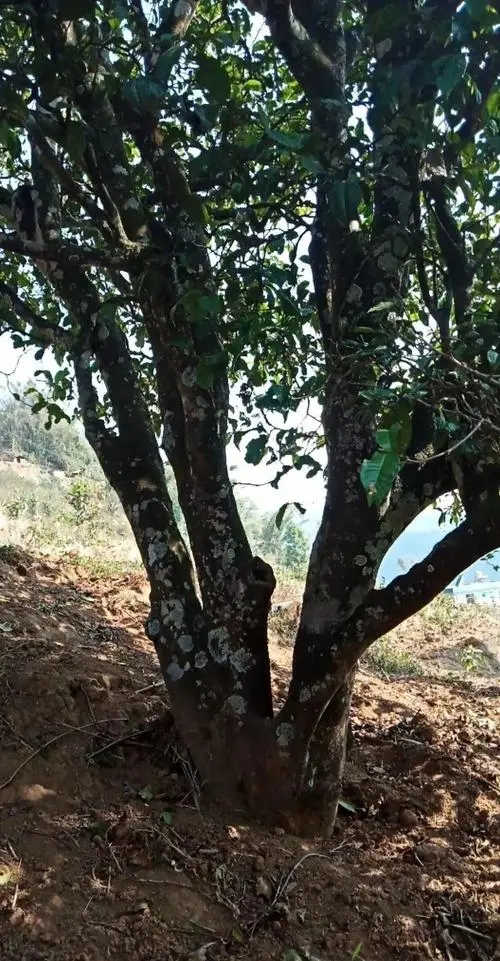 2022年冷水河古樹春茶多少錢一公斤？