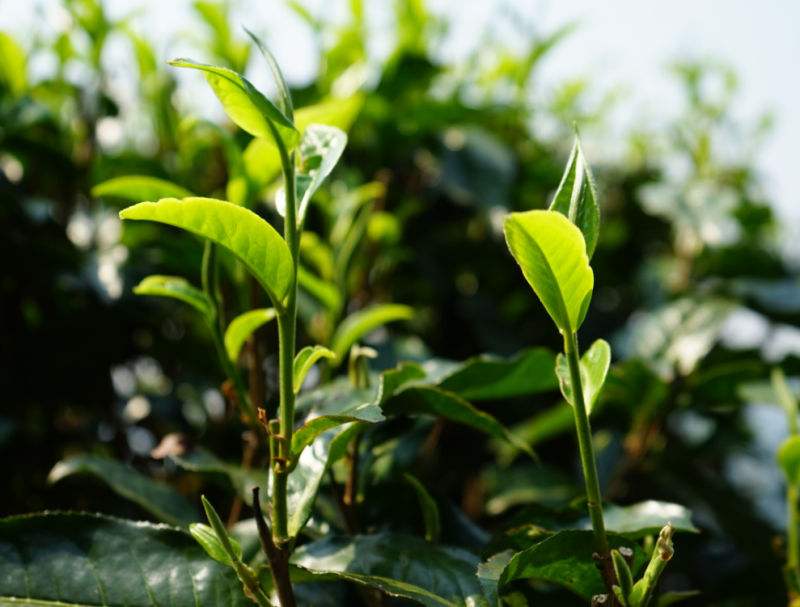 2022年國有林小眾白沙河古樹春茶